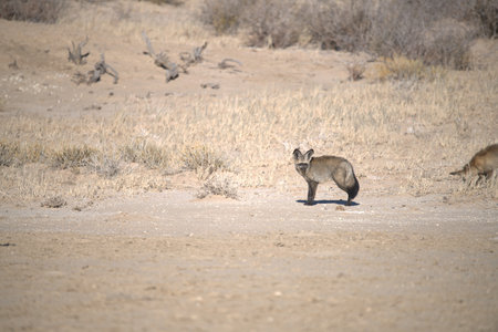 Jackal in a desert landscape.の写真素材