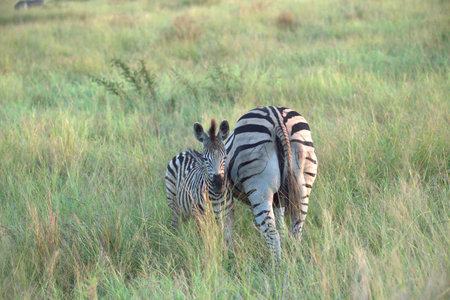 Plains zebra (Equus quagga burchellii)の写真素材