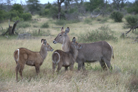 Waterbuck, Kobus ellipsiprymnusの写真素材