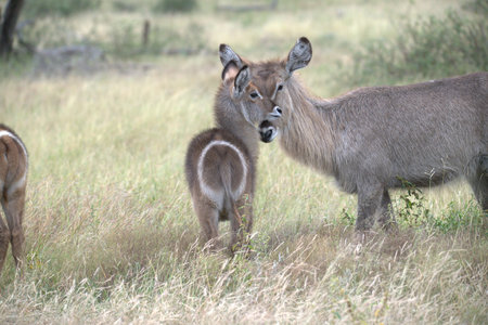 Waterbuck - Kobus ellipsiprymnus - in the Okavango Delta - Botswanaの写真素材