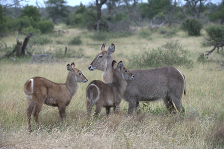 Waterbuck - Kobus ellipsiprymnus in the Okavango Delta, Botswanaの写真素材