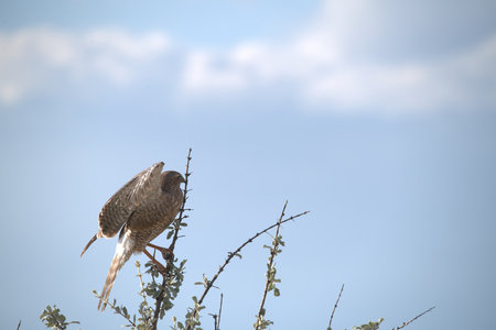 Kestrel in the Okavango Delta - Moremi National Park in Botswana