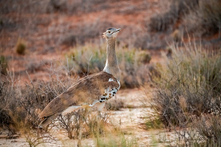 Kori bustard, Otis tarda, single bird in grass, South Africa
