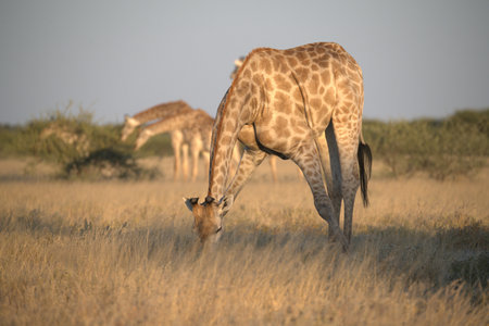 Giraffes in the Etosha National Park, Namibiaの写真素材