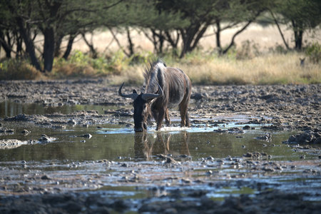 Blue wildebeest drinking at a waterholeの写真素材