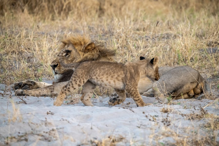 Lion cubs with mother, Kenya