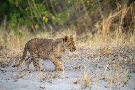 Lion cub walking on the sand in the Chobe National Park, Botswana.