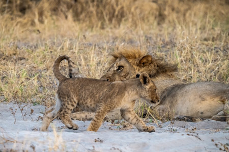 Lion cubs playing together in the savannah of Africa
