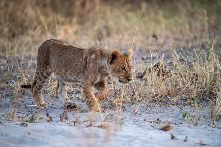 Lion cub walking in the grass in the Chobe National Park, Botswana.の写真素材