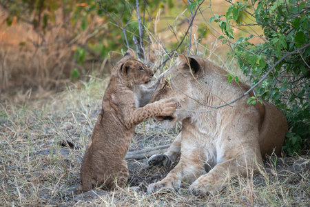 Lion cub playing with his mother in the Okavango Delta, Botswana.の写真素材