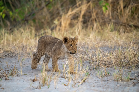 Lion cub walking in the Moremi Game Reserve (Okavango River Delta), Botswana