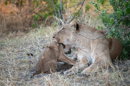 Lion cub and mother in the Okavango Delta - Moremi National Park in Botswanaの写真素材