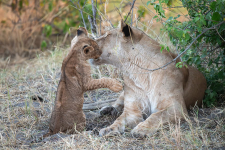 Lion cub playing with mother in Kruger National Park, South Africa ; Species Panthera leo family of Felidaeの写真素材