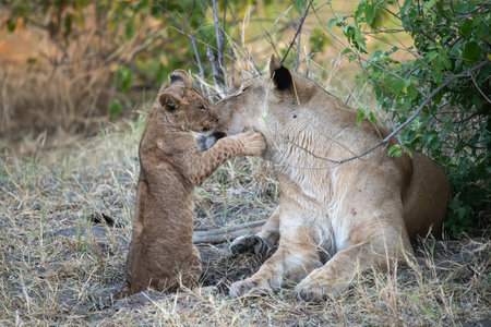 Lion cub playing with his mother in the Okavango Delta, Botswana.の写真素材