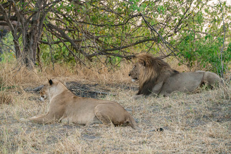 Lion and lioness in the Okavango Delta - Moremi National Park in Botswana