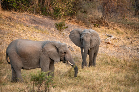 Elephants in Chobe National Park, Botswana, Africa