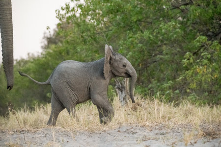 Baby elephant in the Okavango Delta - Moremi National Park in Botswana