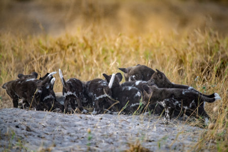 African Wild Dog in the Moremi Game Reserve (Okavango River Delta), Botswana