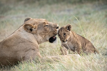 Lioness and lion cub in Maasai Mara National Park in Kenya, Africa