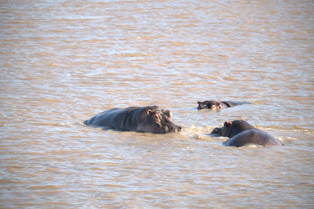 Hippopotamus in Chobe River, Botswana, Africa