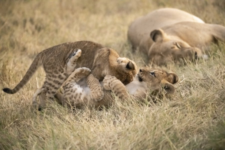 Lion cubs playing with their mother in Serengeti National Park, Tanzania