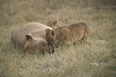 Lion cubs playing in the grass, Serengeti National Park, Tanzania