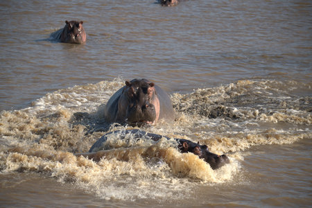 Hippos in the Chobe River, Botswana, Africa