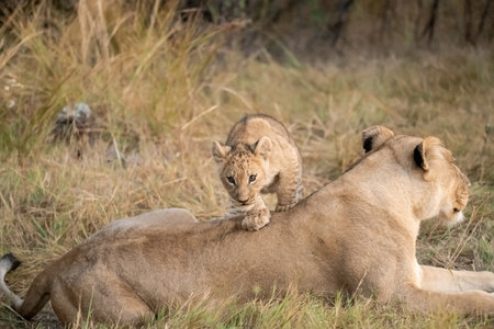 Lioness and lion cubs in Maasai Mara National Park, Kenya