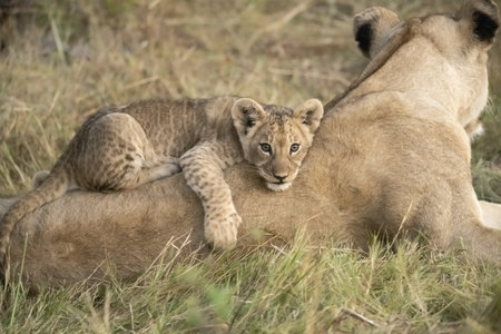 Lion cub with mother, Masai Mara National Park, Kenya
