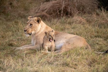 Lioness and lion cub lying in grass in Masai Mara, Kenya