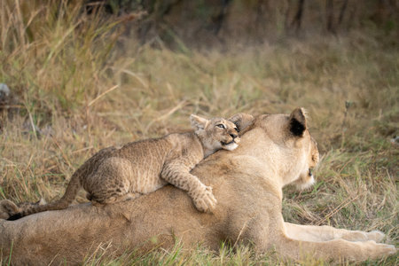 Lioness and cubs in Masai Mara National Park in Kenya