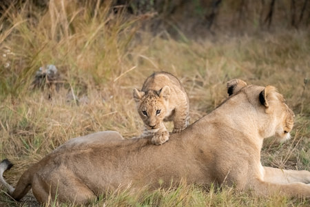 Lioness and lion cub in Serengeti National Park, Tanzania