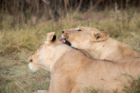 Lion and lioness in Serengeti National Park, Tanzaniaの写真素材