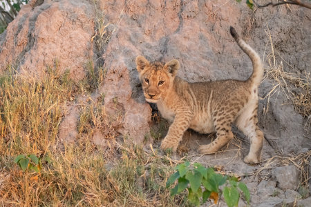 Lion cub in the savannah of Serengeti National Park, Tanzaniaの写真素材