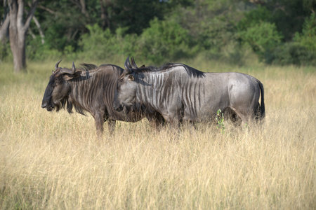 Blue wildebeest in the Okavango Delta - Moremi National Park in Botswanaの写真素材