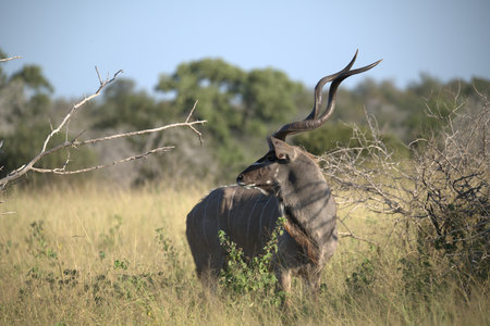 Greater Kudu - Tragelaphus strepsicerosの写真素材