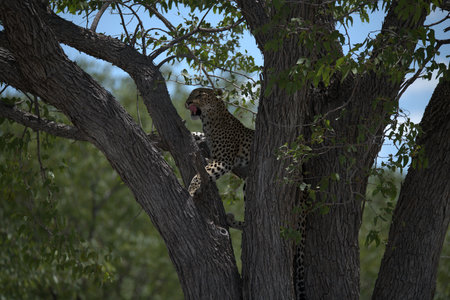 Leopard (Panthera pardus) in a treeの写真素材