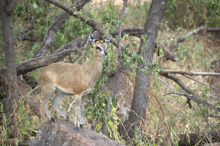 Dik-Dik in Kruger National Park, South Africaの写真素材