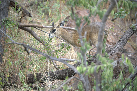Klipspringer - Antidorcas marsupialisの写真素材