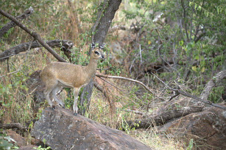 Dik-dik - Dik-dik is a species of dik-dik native to Africaの写真素材