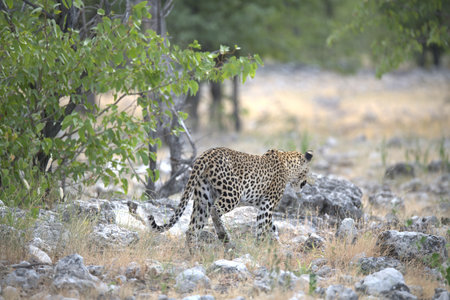 Leopard in Kruger National Park, South Africa; Species Panthera pardus family of Felidaeの写真素材