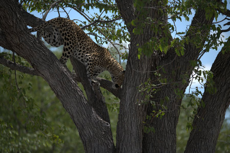 Leopard in a tree in Serengeti National Park, Tanzaniaの写真素材