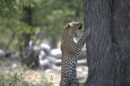 Leopard in Kruger National Park, South Africa; Species Panthera pardus family of Felidaeの写真素材