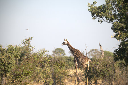 Giraffes in the Okavango Deltaの写真素材