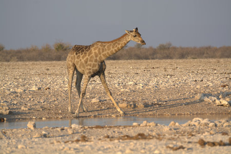 Giraffes in the Etosha National Park, Namibiaの写真素材