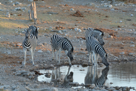 Plains zebra in Etosha National Park, Namibiaの写真素材