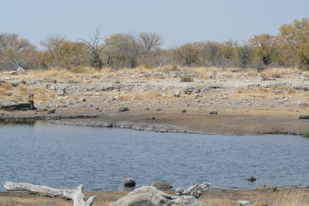 Waterhole in Etosha National Park, Namibia, Africaの写真素材