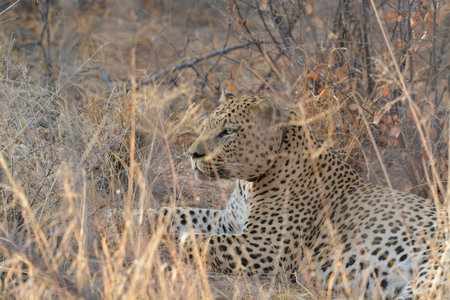 Leopard (Panthera pardus) in Namibiaの写真素材