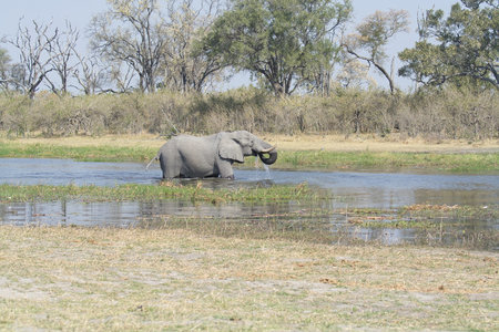 Elephant in the Okavango Delta - Moremi National Park in Botswana