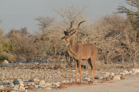 Male Kudu antelope in Etosha National Park, Namibia